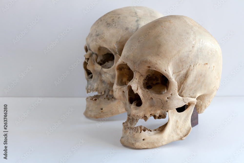 Two human skulls on a light background with a copy of space. Two human skulls on a light background with a copy of space.
