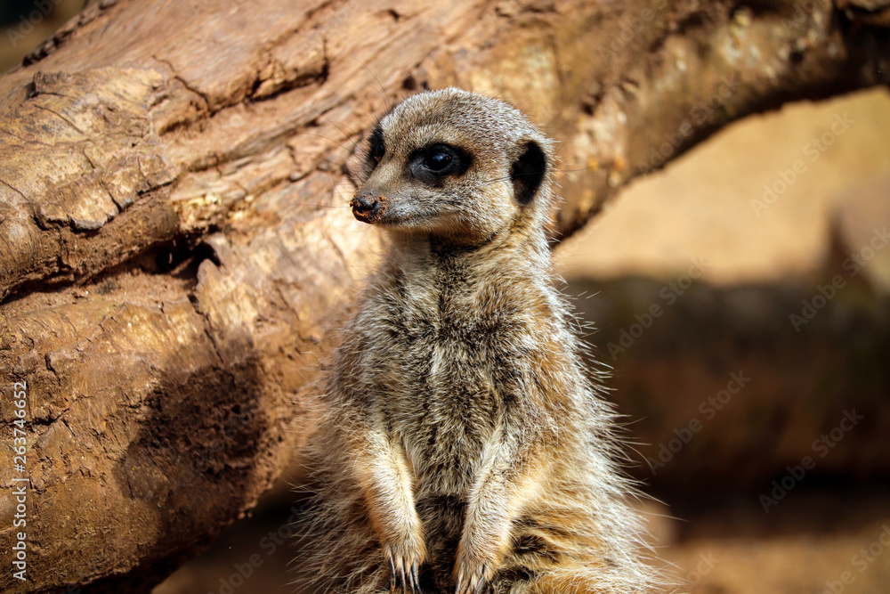 Fototapeta premium Meerkat at the zoo