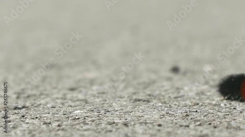 Wallpaper Mural Woolly Worm Caterpillar Crawling From Right to Left CLOSE UP SLOW MOTION Torontodigital.ca