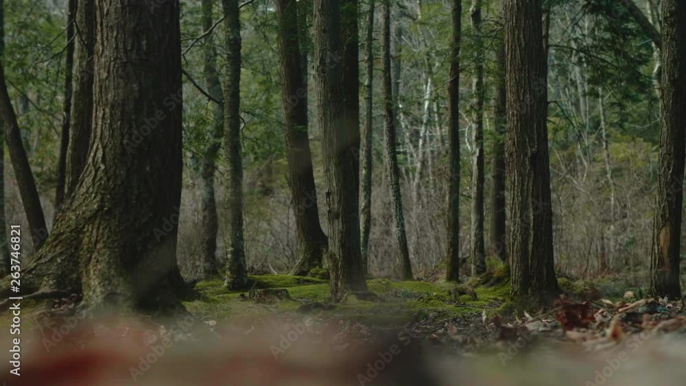 Stick in Foreground to Leaves Blowing Around Trees in Forest RACK FOCUS Stick in Foreground to Leaves Blowing Around Trees in Forest RACK FOCUS