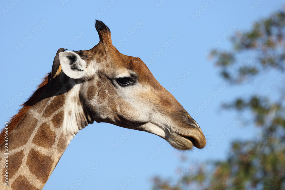 Obraz premium Giraffe / Giraffe / Giraffa Camelopardalis