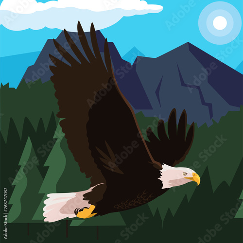 beautiful bald eagle flying in the landscape photo