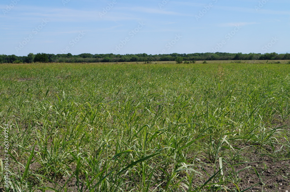 Campo de Terán Campo de Terán