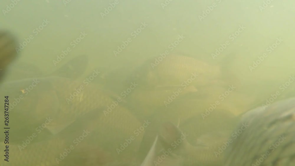 Carp swim in dirty and muddy water. A lot of fish close up underwater. Carp fishes swims under