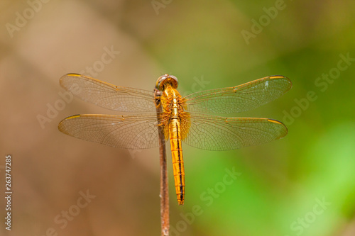 Close up Photo of Dragonfly © MdArifur