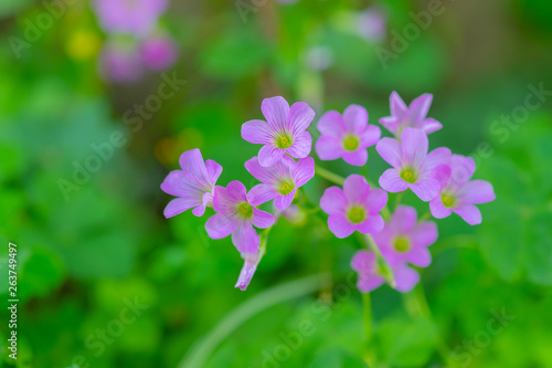 Close up of small beauty cute pink purple flowers inthe garden with green leaf nature background. Plant  Flower and natural concept.