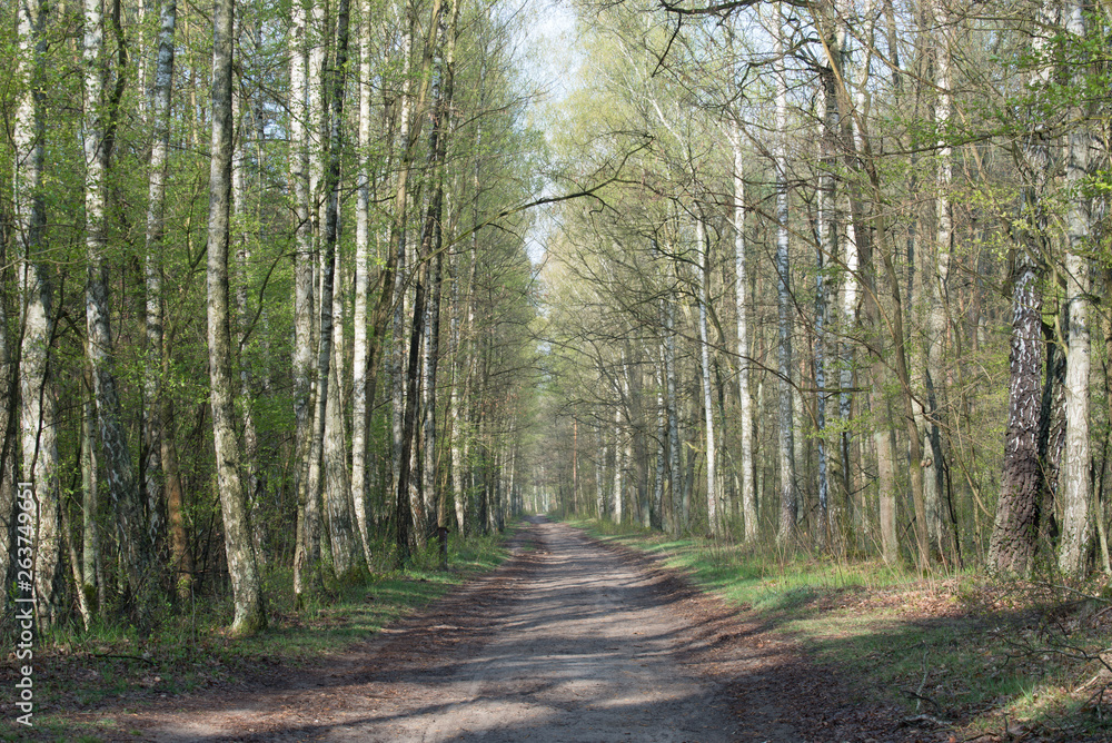 Fototapeta premium footpath in spring forest