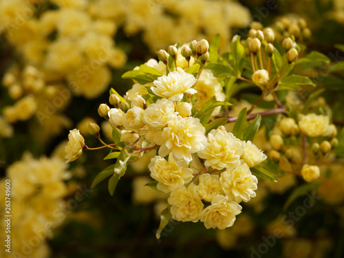 Rosier de Lady Banks. (Rosa Banksiae Lutea) aux fleurs doubles de couleur jaune clair photo