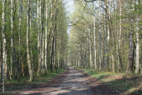 footpath in spring forest