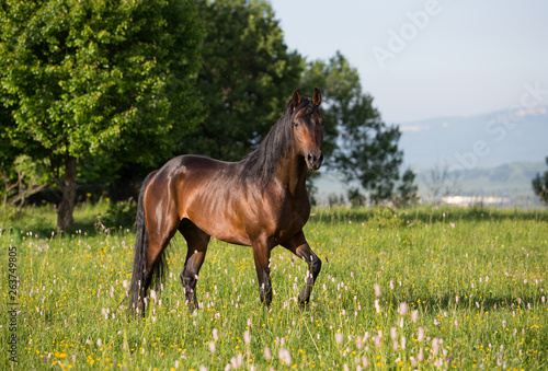 Brown stallion