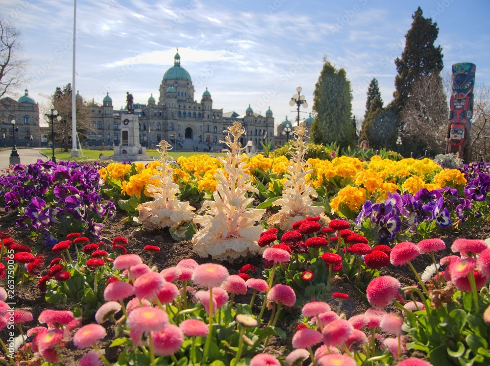 Springtime blooming flowers in Victoria downtown