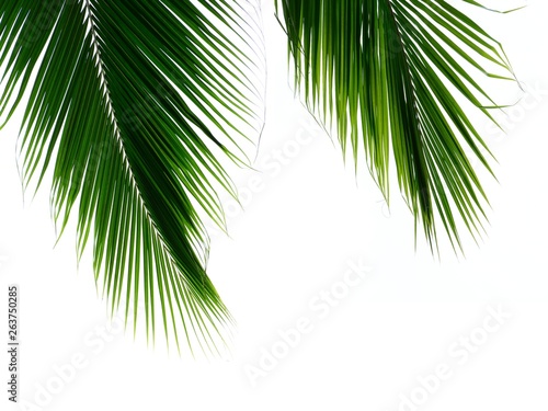 twin palm leaves isolated on white background