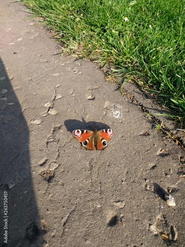 European peacock butterfly