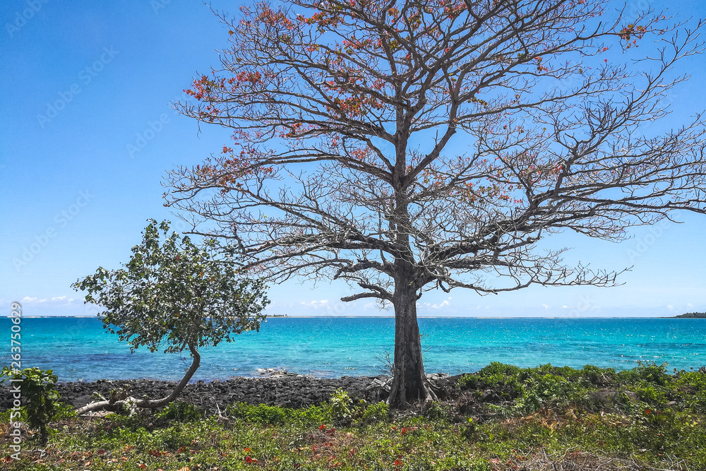 Samoa Scenery with tree and plant and sea view Samoa Scenery with tree and plant and sea view