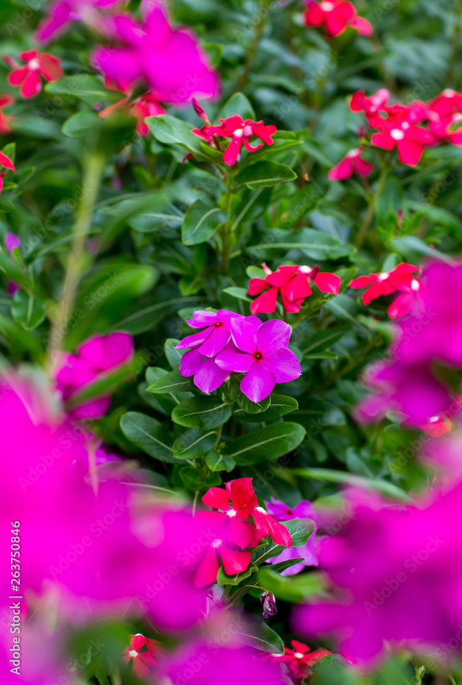Pink catharanthus roseus bloom in the garden.  rose periwinkle, or rosy periwinkle, is a species of flowering plant. Madagascar periwinkle, Vinca flower in sunshine .