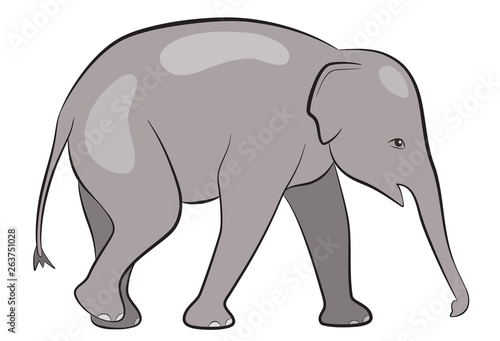 Baby elephant isolated on white background, vector illustration of Asian elephant calf © Juliafdt