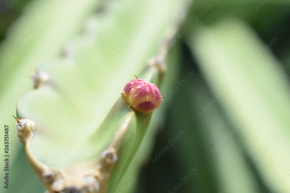 Pitaya flower, dragon fruit flower, thang loy flower (Hylocereus undatus) Pitaya flower, dragon fruit flower, thang loy flower (Hylocereus undatus)