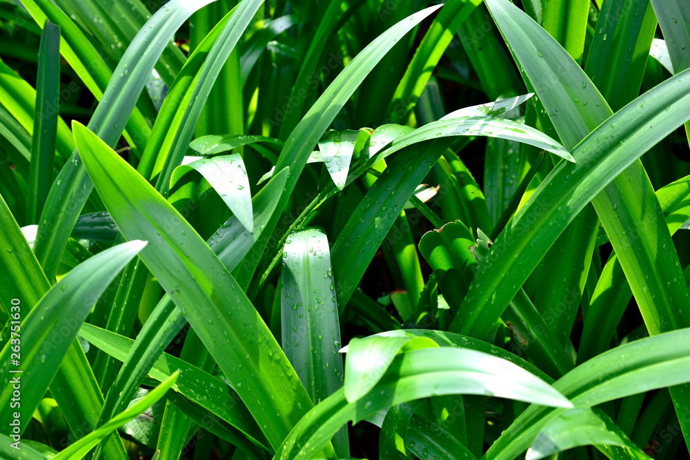 Obraz premium Green plant. green leaf