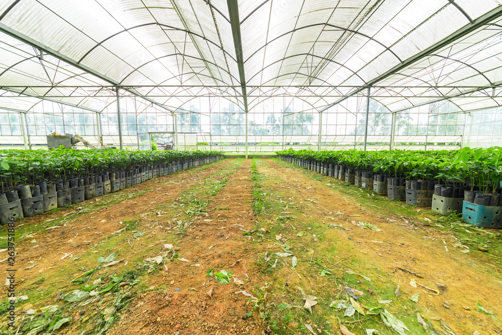 Rubber tree nursery greenhouses Rubber tree nursery greenhouses