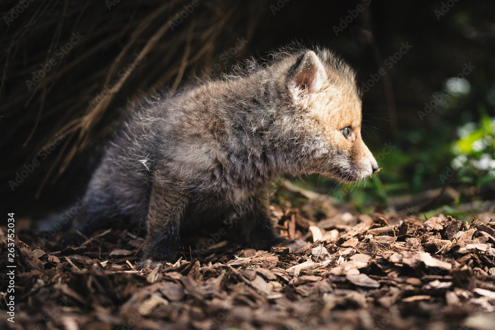 Naklejka premium Fuchs Baby