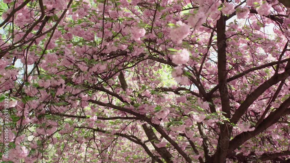Sakura Japanese cherry tree. beautiful blossoms Sakura Japanese cherry tree. beautiful blossoms