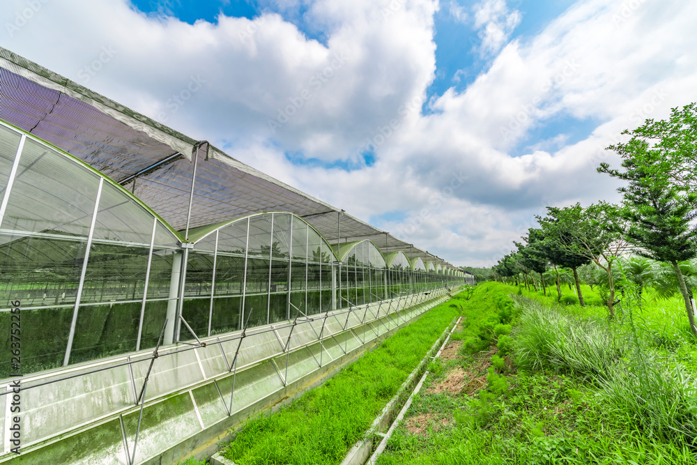 Greenhouse planting greenhouses and the blue sky white clouds Greenhouse planting greenhouses and the blue sky white clouds