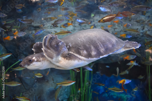 Turtles in aquarium