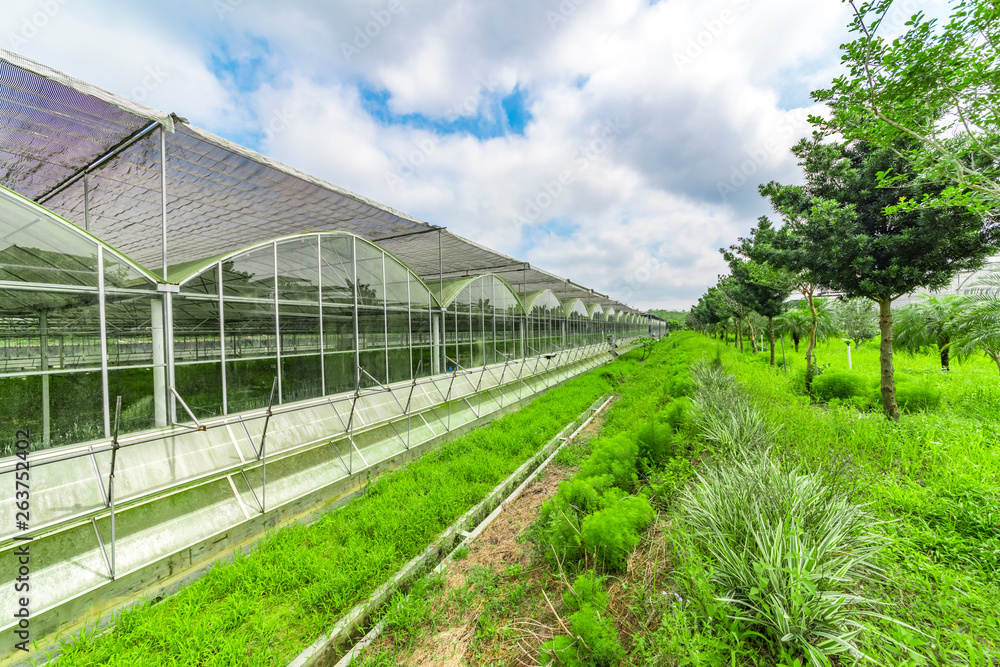 Greenhouse planting greenhouses and the blue sky white clouds Greenhouse planting greenhouses and the blue sky white clouds
