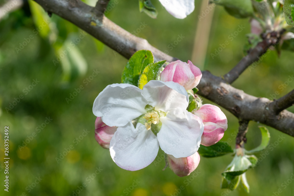 Fototapeta premium Einzelne Apgfelblüte am Baum