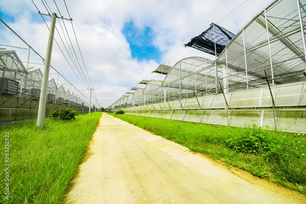 Greenhouse planting greenhouses and the blue sky white clouds on the road