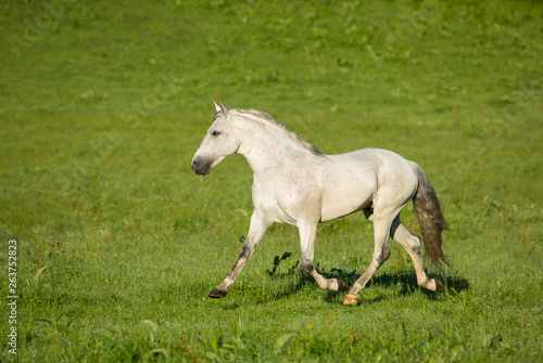 Gray stallion