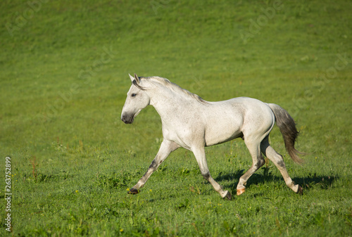 Gray stallion © Nadezhda