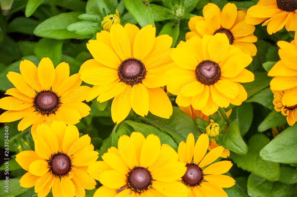 Obraz premium Yellow daisy flower