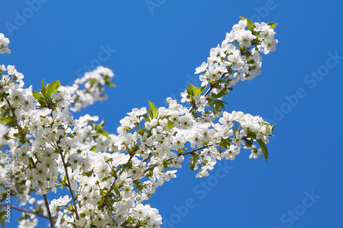 Weiße Blüten an einem Kirschbaum im Frühling.