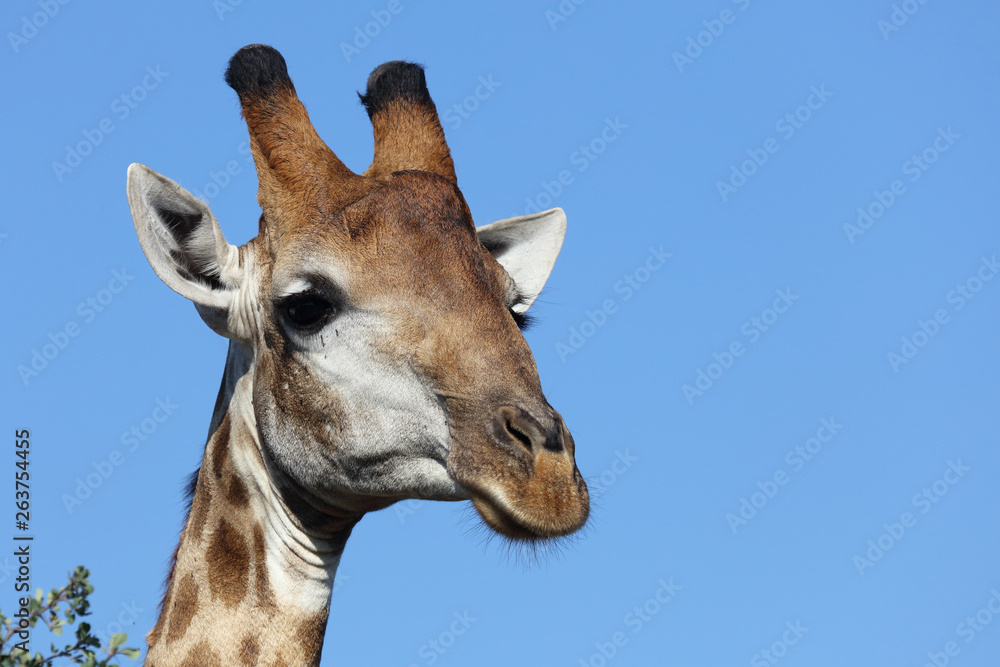 Obraz premium Giraffe / Giraffe / Giraffa Camelopardalis
