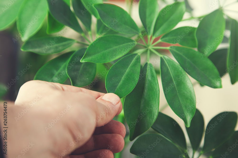 man hand flower leaf