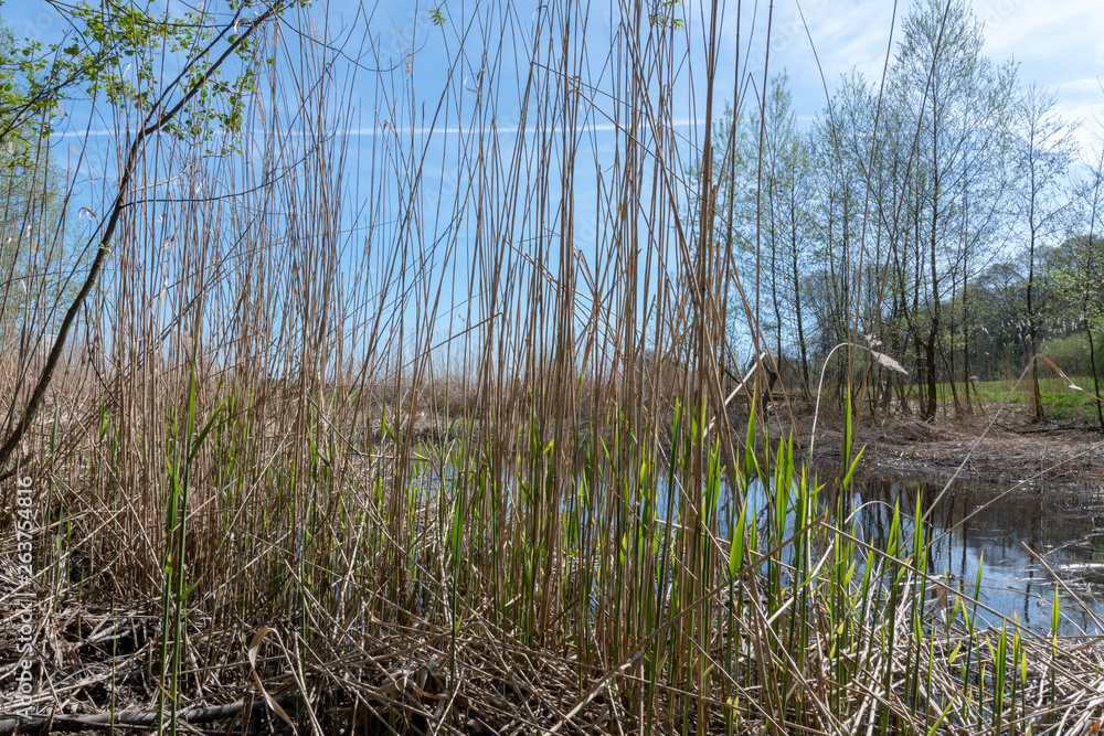 Schilf austreibend am Weiher im Frühjahr bei Sonne Schilf austreibend am Weiher im Frühjahr bei Sonne