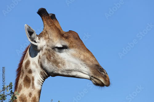Photography Giraffe / Giraffe / Giraffa Camelopardalis