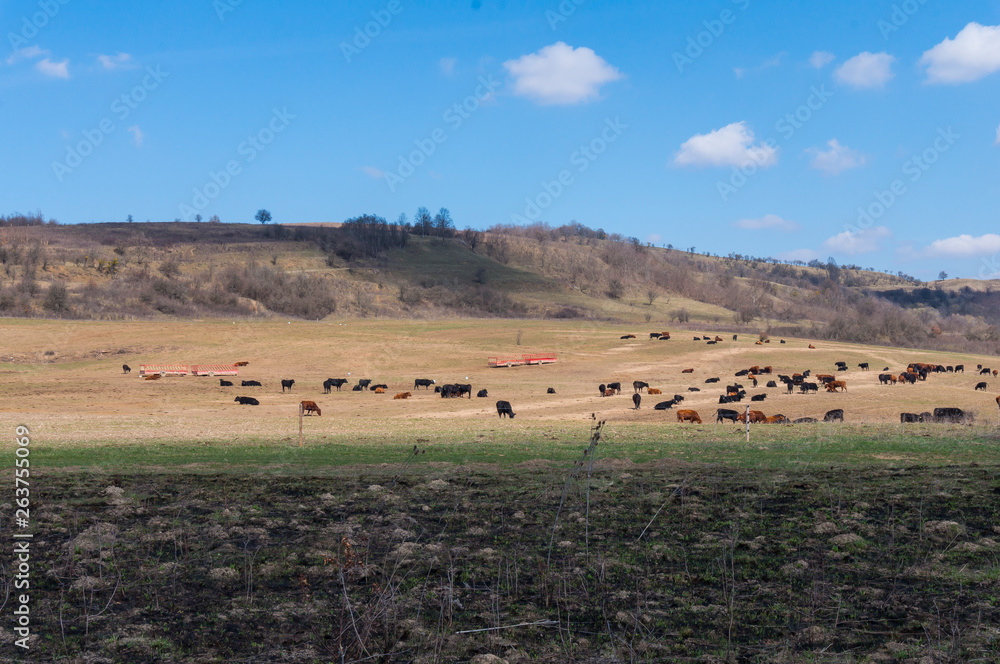 Cows on a Field in Summertime