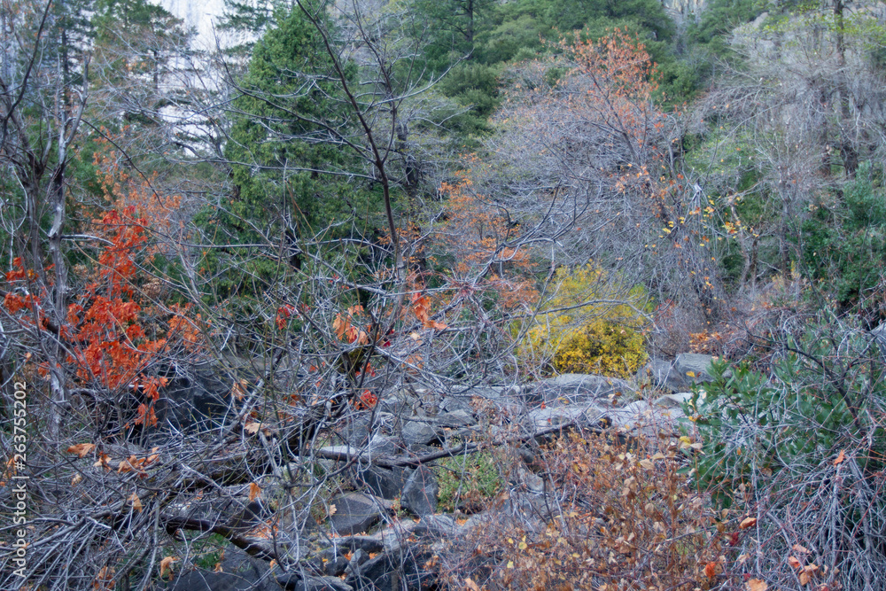 Fototapeta premium autumn leaves in forest