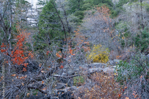 autumn leaves in forest