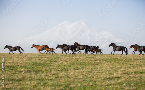 Horses in the mountains