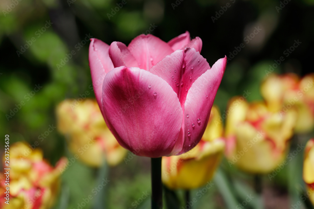 Close-up of pink tulip flower in the spring garden Close-up of pink tulip flower in the spring garden