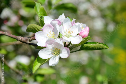 Obstbaum - Apfelbaum - Blüte