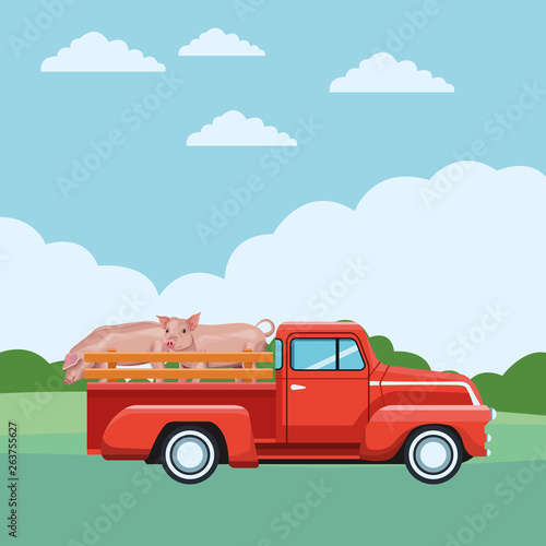 truck and pig