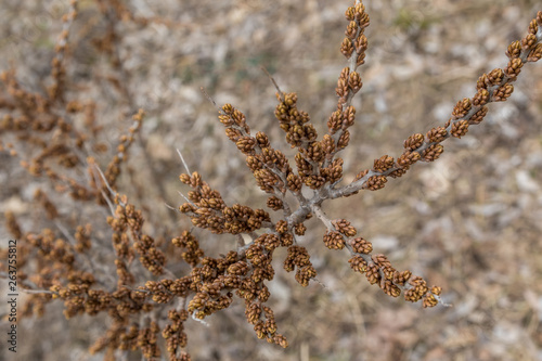 Unusual buds appeared on the bushes of sea-buckthorn in the Park of Kronstadt.