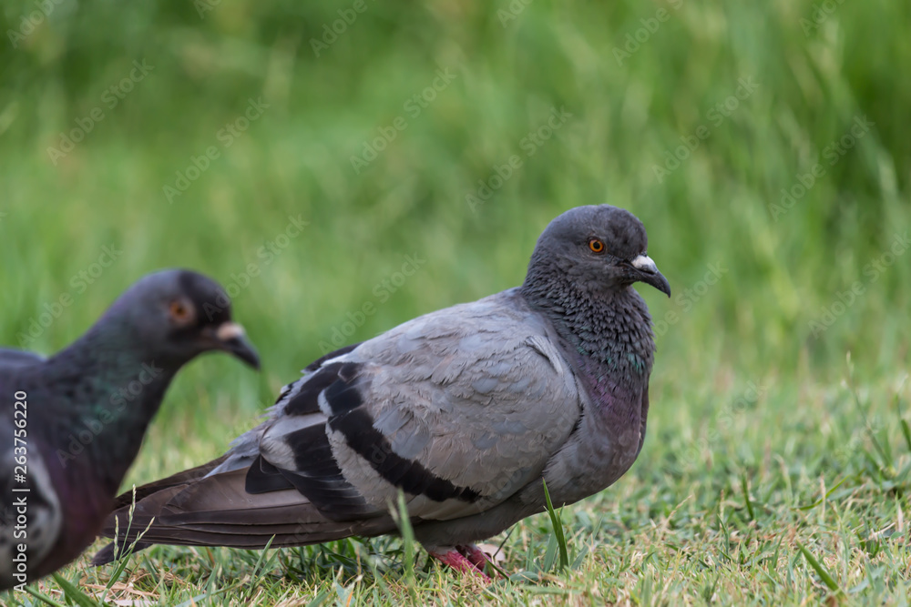 Pigeon birds in the park.
