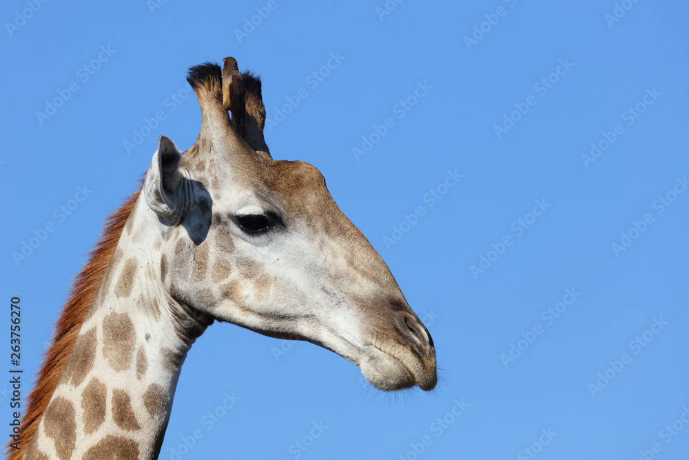 Giraffe / Giraffe / Giraffa Camelopardalis Giraffe / Giraffe / Giraffa Camelopardalis