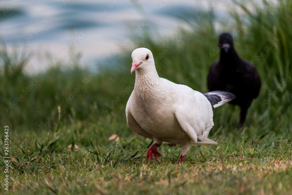 Fototapeta premium Pigeon birds in the park.