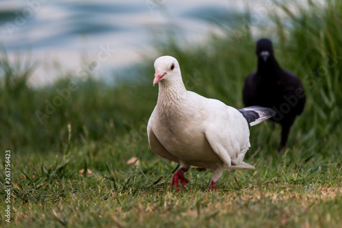 Pigeon birds in the park.